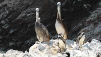 Pelikane und Humboldt-Pinguine