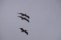 Pelikanformation