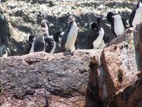 Pinguine