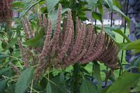 Quinoa als Zierpflanze, Yucay