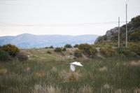 Reiher