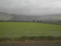 Reisanbau in Peru