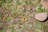 Schmetterling