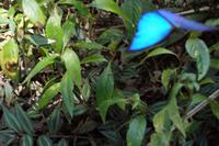 Schmetterling