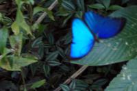 Schmetterling