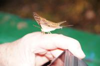 Schmetterling