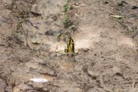 Schmetterling
