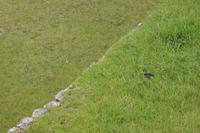 Schwalbe