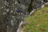 Schwalbe