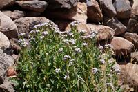 Sillustani