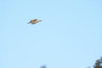 Specht im Flug