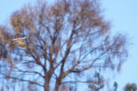 Specht im Flug