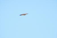 Specht im Flug