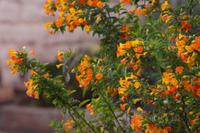Suchbild Colibri