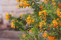 Suchbild: Colibri