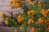 Suchbild: Colibri