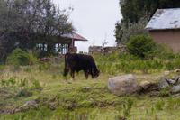 Taquile Insel