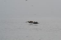 Tierwelt auf den Ballestas Inseln (2)