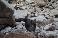 Tierwelt auf den Ballestas Inseln (87)