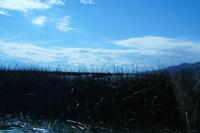 Totora-Schilf