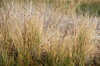 Totora-Schilf