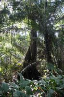 Urwald