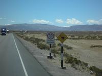 Vicunas