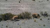 Von Arequipa ins Colca Tal
