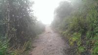 Wanderung durch den Nebelwald