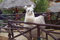 Weberei Chinchero
