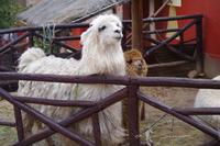 Weberei Chinchero