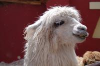 Weberei Chinchero