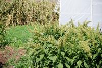 unreife(r) Quinoa