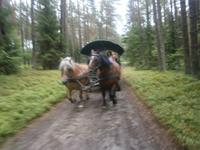 Kutschfahrt durch die Wälder bei Babieta