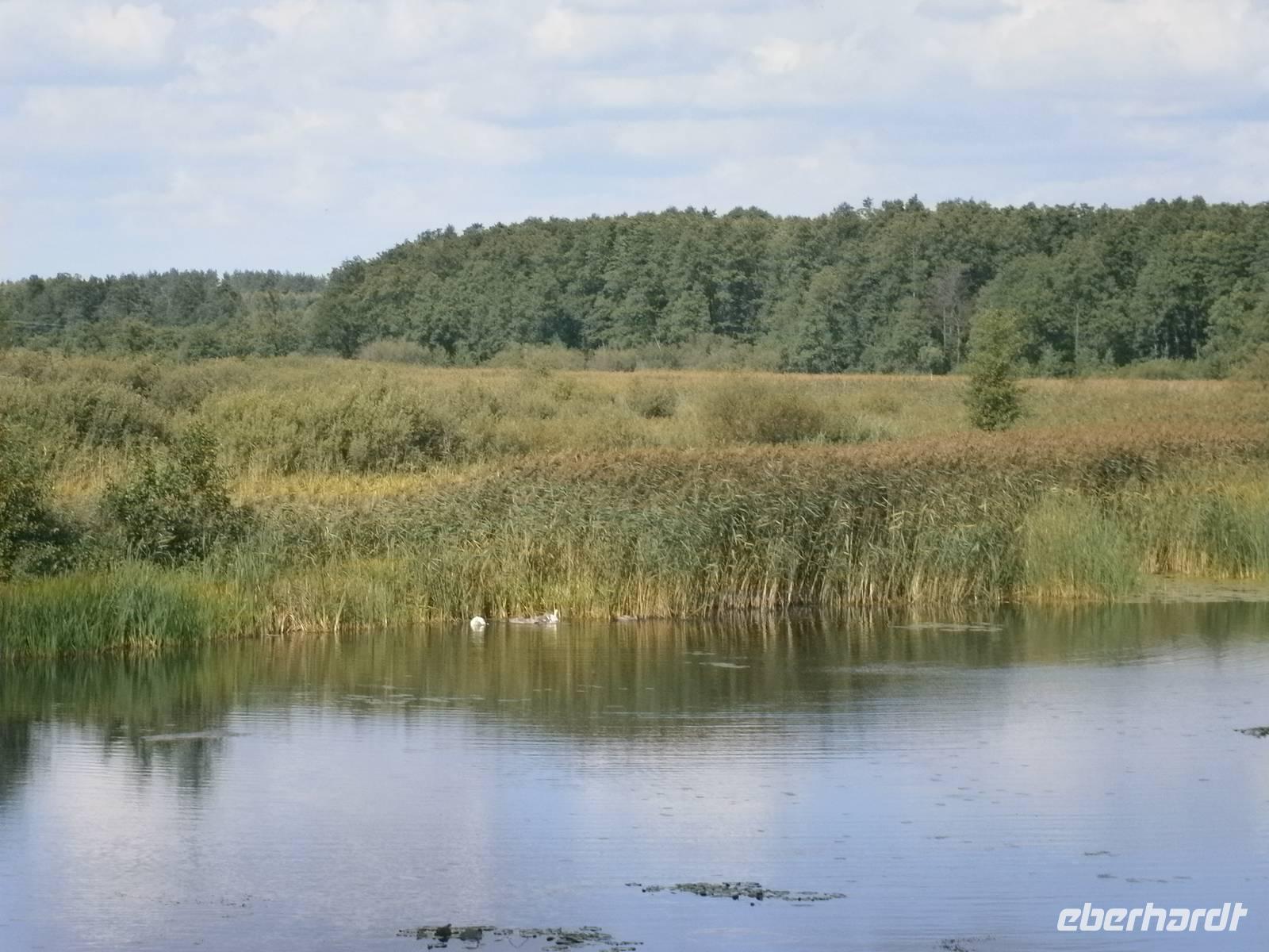 Schwäne auf der anderen Seite der Brücke