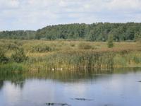 Schwäne auf der anderen Seite der Brücke