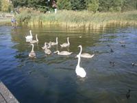 Schwäne und Enten warten auf die Fütterung