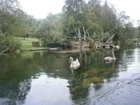 Schwäne begleiten uns