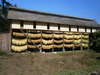 Tabak wird getrocknet