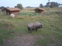 Auch Hängebauchschweine gehören zum Inventar