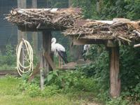 Krutyna Storchenpension