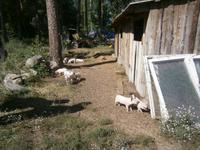 Kleine Ferkel in der Nähe des Waldbahnhofs
