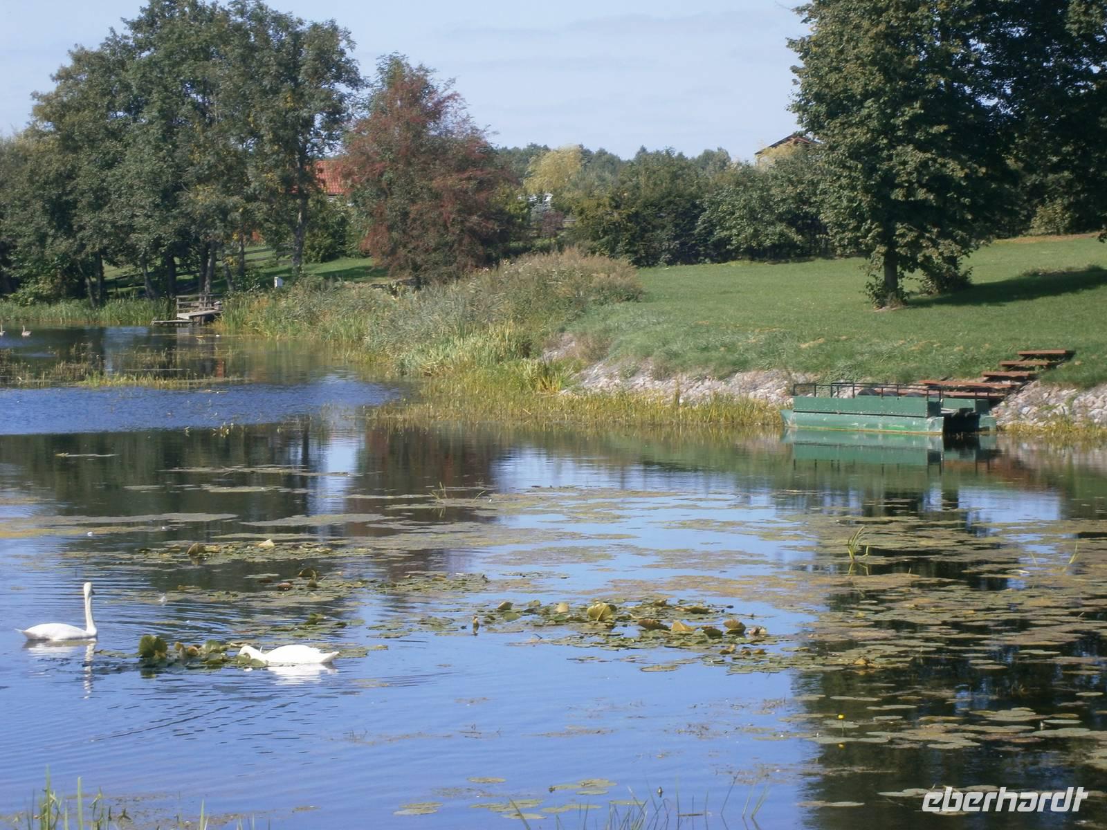 Im Dorf, Schwäne gehören dazu