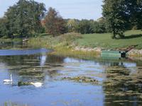 Im Dorf, Schwäne gehören dazu