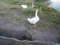 Viele Tiere leben hier, die oftmals aus schlechten Verhältnissen kommen