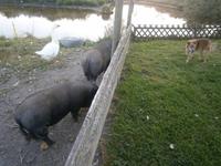 So u.a. Hängebauchschweine, Hunde, Pferde und Katzen 