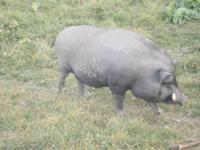 Nahaufnahme männlichen Tieres