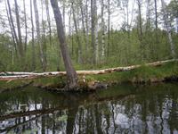 Wildes Ufer, naturbelassen