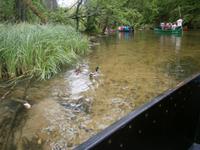 Viel Leben gibt es im Wasser