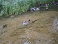 Enten, Fische und sog. Blutsteine bekommen wir zu sehen